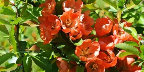 Kako seći, oblikovati japansku (henomeles) dunju: u jesen, proljeće, ljeto